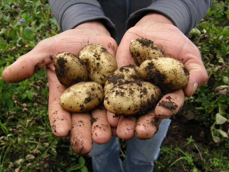 Potatoes growing in a bucket